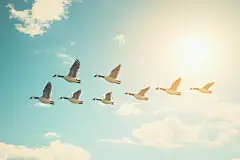 大雁南飞鸟类摄影图