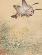 马荃的《花鸟虫草图册》共十二开，画中描绘的很多小昆虫都是我们夏日常见的“小精灵”。作者通过细致的观察和坚实的写生功底，将苗圃间这种朴实的自然美表现得意趣盎然。