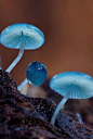 Blue Mycena Mushroom ​​​​蓝色小精灵 ​​​​