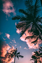 Green-and-brown Coconut Trees Under Clear Blue Sky