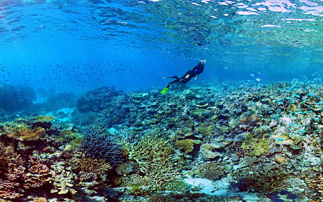 珊瑚花园新喀里多尼亚世界遗产由Richa...