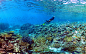 珊瑚花园新喀里多尼亚世界遗产由Richard Chesher在500像素