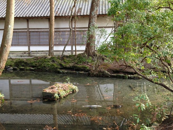 法然院里的大胖魚,叮当猴