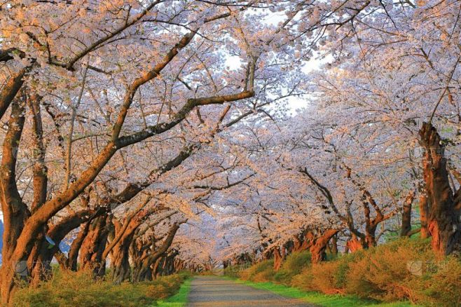 春天,樱桃树,岩手县,旅途,著名自然景观...