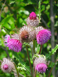 大蓟花thistles蓟属cirsium