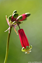 Dichelostemma ida-maia 爆竹百合，属名Dichelostemma源自希腊语："toothed crown"，意思是：“齿状王冠”，意指花管喉部雄蕊周边的附属物，爆竹百合因其特殊的外形，常被称为“Firecracker Flower”，花的向阳性很好，即使转盆了花剑也经常扭成弹簧状