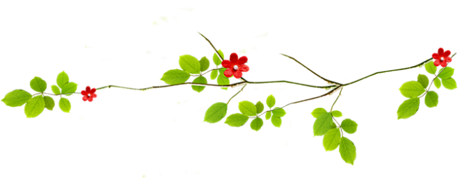 树枝绿叶免抠素材 PNG
