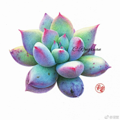 PRkytE7q采集到多肉