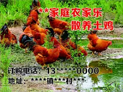 出售土鸡 【酷图网】家庭农家乐,散养土鸡,野外放养鸡,土鸡出售,展板,海报,