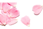 花瓣