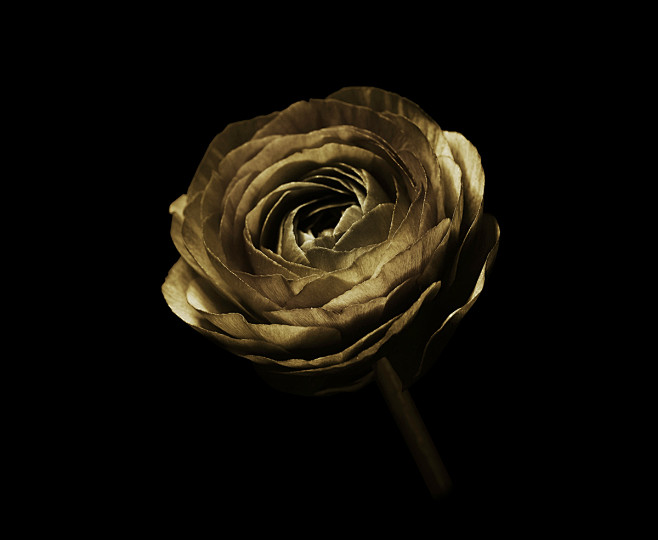 Ranunculus : Ranuncu...