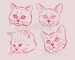 三吾三采集到插画 /动物，陆地Animal