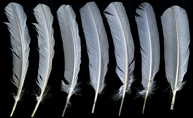 Feathers0008_1_S.jpg