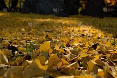 许多银杏的落叶