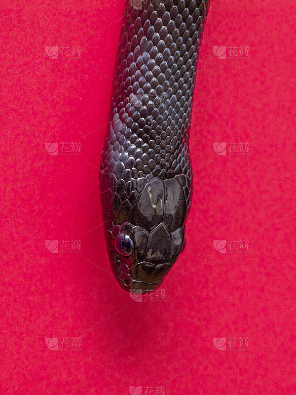 墨西哥黑王蛇(Lampropeltis getula nigrita)是较大的青色科蛇的一部分，也是