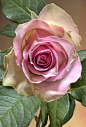 The Rose : HDR image of a rose made from 5 exposures and processed in Photomatix Pro and Photoshop