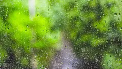 雨滴落在玻璃上，绿色植物在背景上模糊了