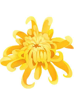 菊花2