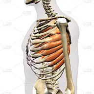 男性前锯肌在胸腔分离