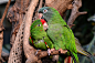 General 5135x3423 parrot birds