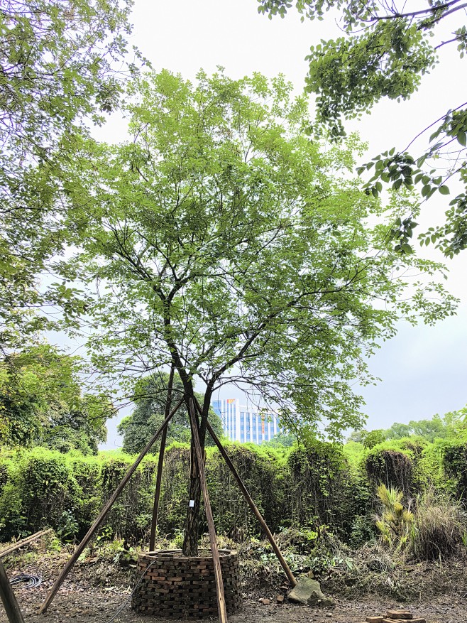 黄花风铃木21