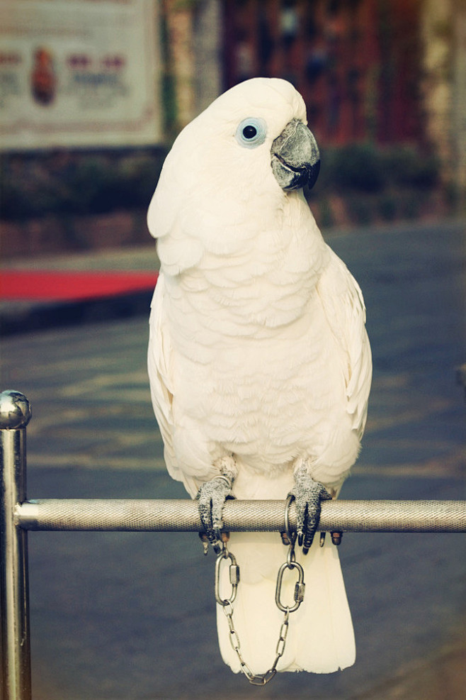 鹦形目凤头鹦鹉科白凤头鹦鹉属蓝眼凤头鹦鹉