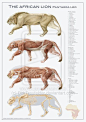 lion anatomy by DirkTraufelder on deviantART: