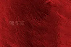 Beautiful red feather pattern texture backgroundBeautiful red feather pattern texture background