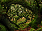 Wistmans-Wood-Dartmoor.jpg (604×453)