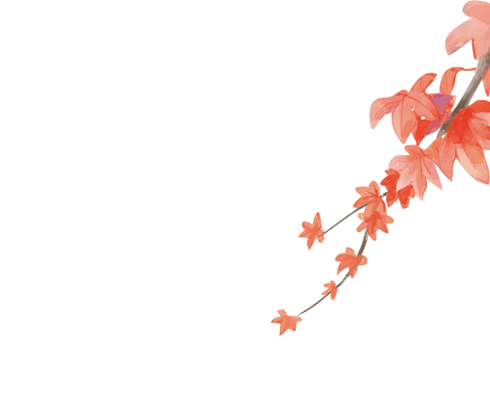 枫叶