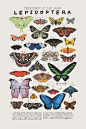Criaturas de la orden Lepidoptera-vintage inspiraron por kelzuki: 