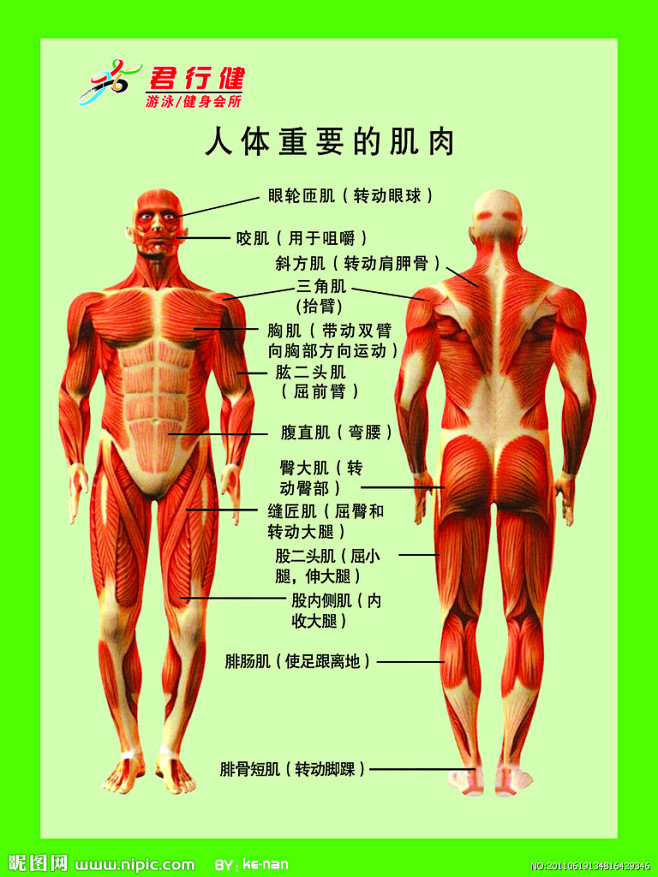 人体肌肉分布源文件