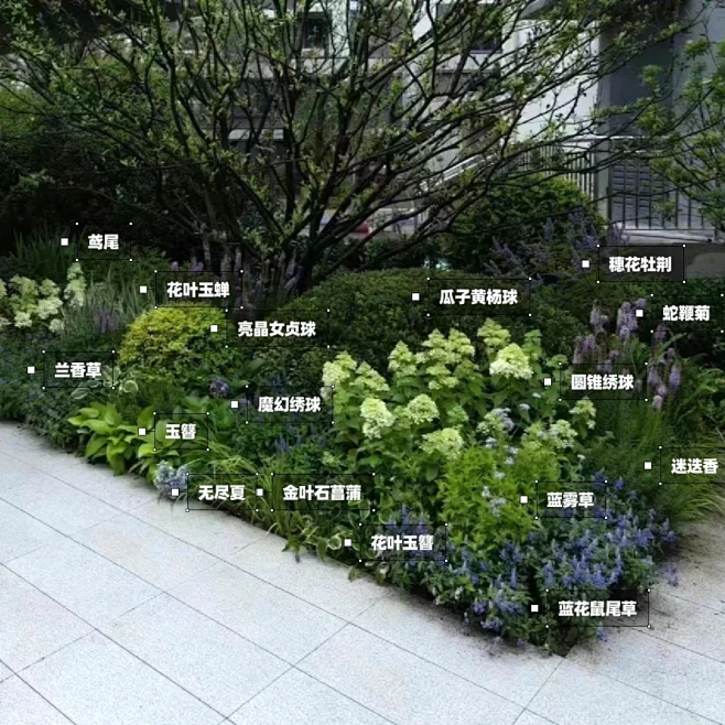 【KKLAout】蓝紫色系！夏秋季！花境搭配 - 小红书-花瓣网