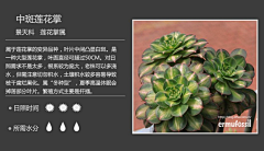 群龙无首_吉采集到植物