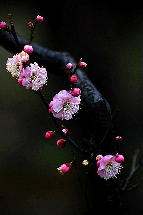 月落梅花