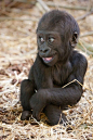 Have we had any baby gorillas. We have now! https://ift.tt/2GXWowP cute puppies cats animals