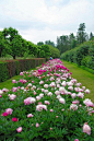 Lovely Peony Field .