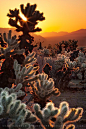 Cholla sunrise - Joshua Tree National Park, California, USA  (by Sean Bagshaw): 