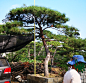 造型油松高度4.5-5.5米