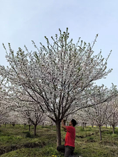 o萌萌o采集到落叶乔木(小乔)