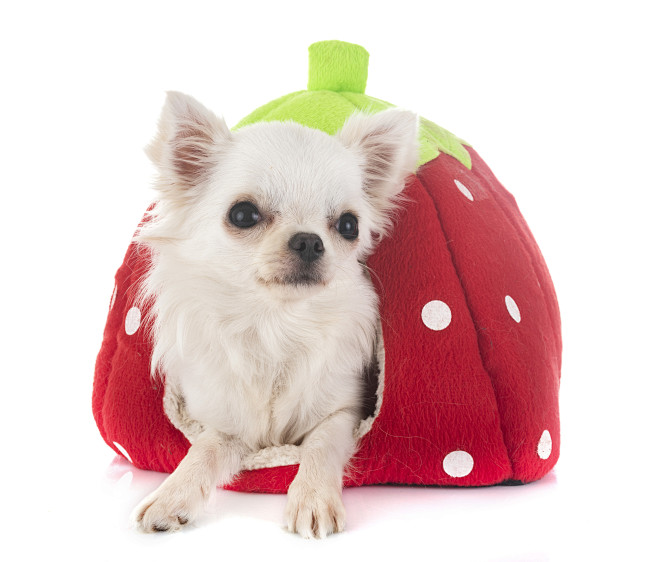 puppy-chihuahua-stud...