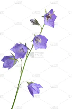 美丽的蓝色花朵风铃