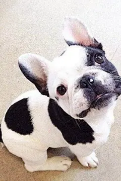 可爱萌宠斗牛犬手机壁纸下载免费http://www.kutoo8.com/