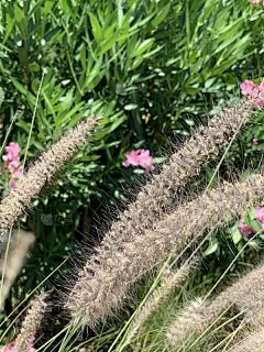 狼尾草-东方草