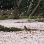 三月雨聲細，櫻花疑杏花。 ​​​​