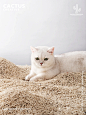 宠物产品拍摄| Pawka猫砂 - 小红书