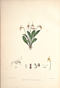 内容：Masdevallia 作者：Woolward, Florence and Lehmann 时间：1896 版本：The genus Masdevallia