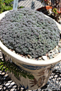 薄雪万年草（Sedum hispanicum ）景天科景天属。