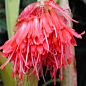 #微距# #鲜花#
Extremely RARE Scadoxus Nutans Unusual Clivia Relative | eBay