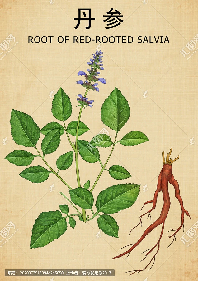 丹参 手绘丹参 药材 医草 手绘值物花草 手绘中草药 草药 中草药包装插画 丹参包装插画 草本植物 中草药 中药本草纲目 百草集-花瓣网
